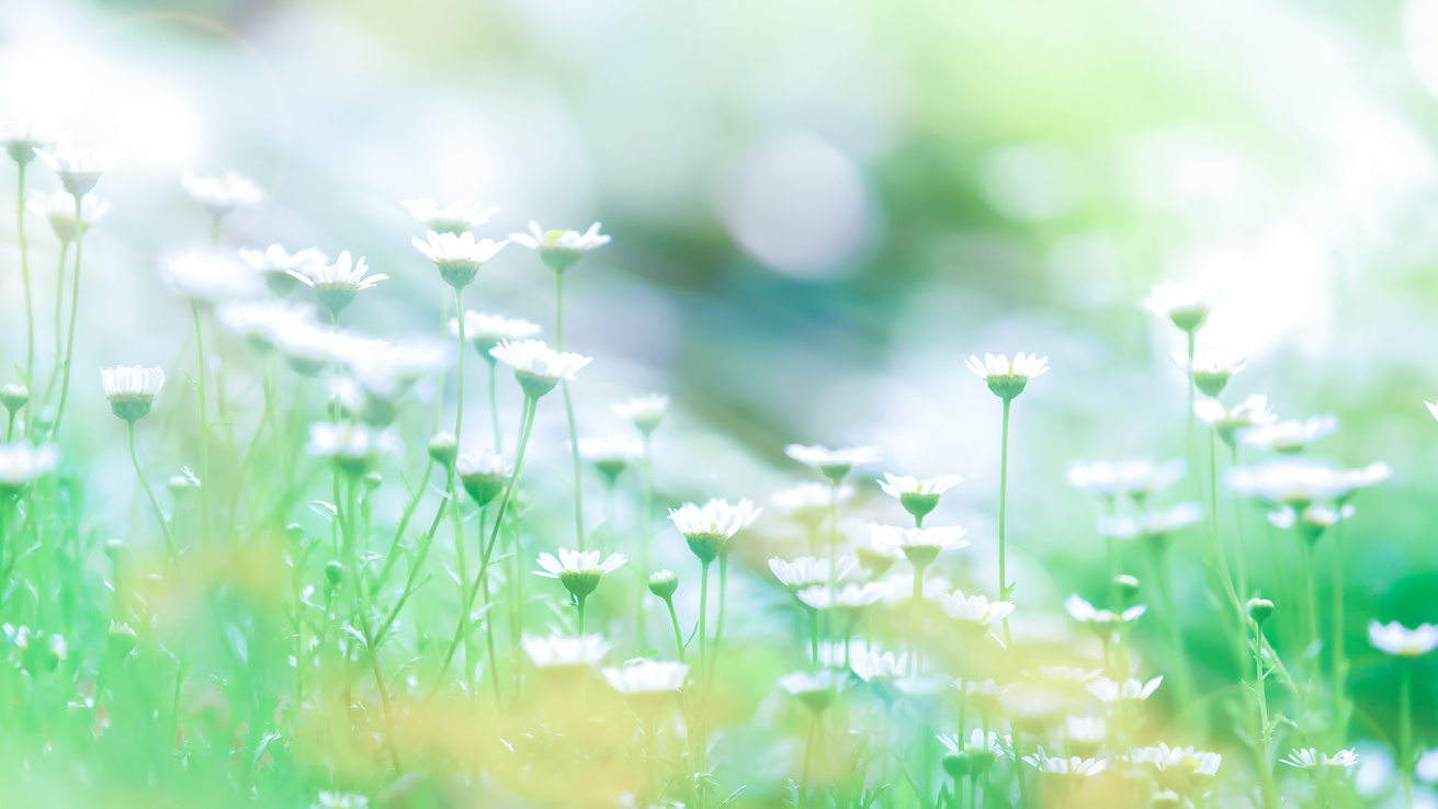 Blooming Chamomile Flowers at Sunrise.